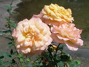 Rosa 'Remy Martin' - růže