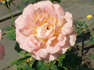 Rosa 'Remy Martin' - růže