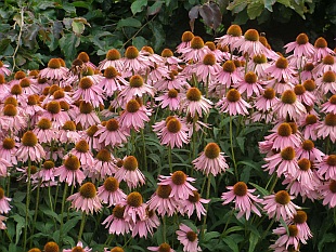 Nenáročné kvetoucí trvalky: Echinacea purpurea - třapatkovka nachová