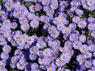 Aster - hvězdnice Aster - hvězdnice