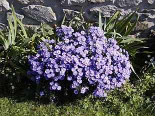 Aster - hvězdnice Aster - hvězdnice