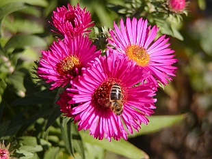 Aster - hvězdnice Aster - hvězdnice