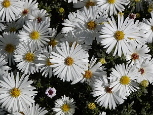 Aster - hvězdnice Aster - hvězdnice