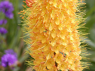 Eremurus sp. - eremurus Eremurus sp. - eremurus