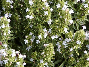 Satureja hortensis - saturejka zahradní