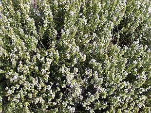 Satureja hortensis - saturejka zahradní