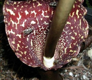 Sauromatum venosum - Voodoo Lily Sauromatum venosum - Voodoo Lily