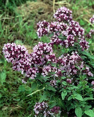 Origanum vulgar - Oregano
