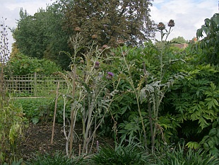 Cynara scolymus - artyčok zeleninový