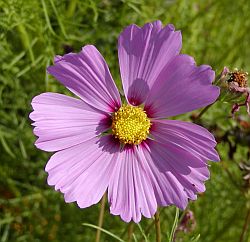 Krásenka - Cosmos bipinnatus