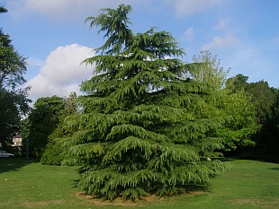 Jehličnany: Cedrus - cedr Jehličnany: Cedrus - cedr