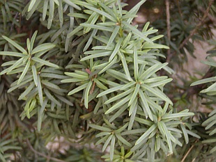 Jehličnany: Cephalotaxus - hlavotis Jehličnany: Cephalotaxus - hlavotis