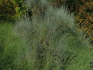 Jehličnany: Ephedra - chvojník Jehličnany: Ephedra - chvojník