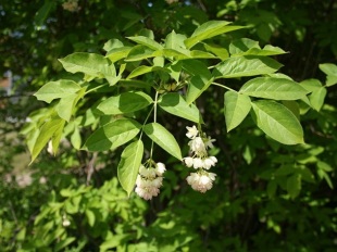 Staphylea pinnata - klokoč zpeřený