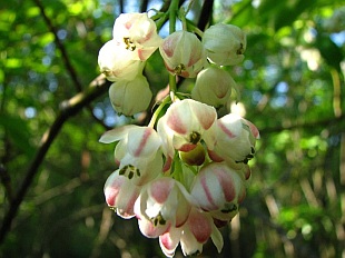 Staphylea pinnata - klokoč zpeřený