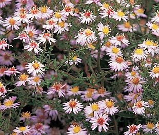 Aster ericoides 'Pink Cloud' - hvězdnice vřesovcovitá (READERS DIGEST VÝBĚR) Aster ericoides 'Pink Cloud' - hvězdnice vřesovcovitá (READERS DIGEST VÝBĚR)