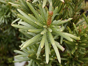 Cephalotaxus harringtonia - hlavotis peckovitý