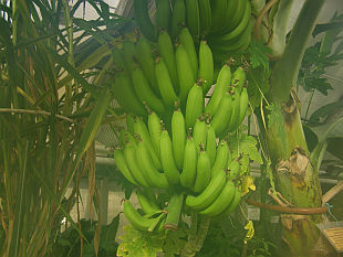 Zimní zahrada - výběr rostlin: Musa - banánovník