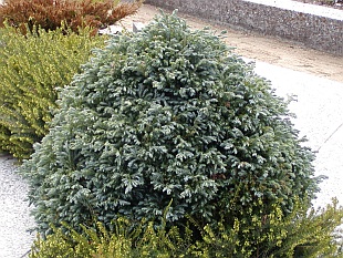 Chamaecyparis pisifera ’Boulevard’ - cypřišek hrachonosný