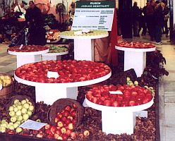 Horti-jablko desetiletí Horti-jablko desetiletí