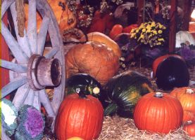 Hortikomplex expozice Hortikomplex expozice