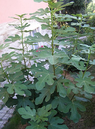 Ficus carica - fíkovník smokvoň
