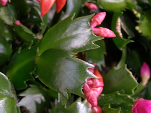 Schlumbergera - vánoční kaktus