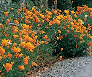 Letničky: Eschscholzia californica - sluncovka kalifornská (READERS DIGEST VÝBĚR)