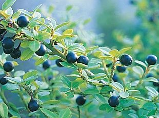 Ilex crenata 'Convexa' - cesmína vroubkovaná (READERS DIGEST VÝBĚR)