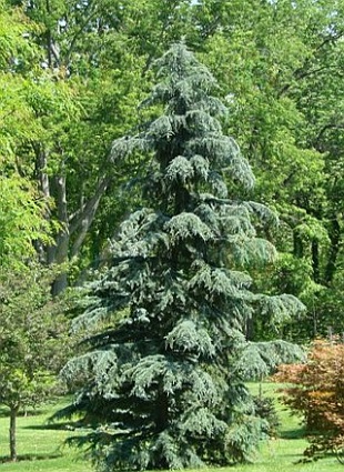 Cedrus deodara 'Karl Fuchs' - cedr himalájský