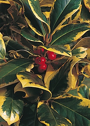 Ilex x altaclerensis 'Golden King' - cesmína velkolistá (READERS DIGEST VÝBĚR)