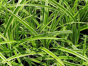 Carex morrowii 'Ice Dance' - ostřice