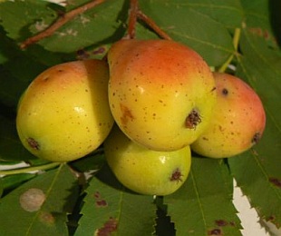 Sorbus domestica - oskoruša (KOHAPLANT)