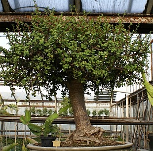 Portulacaria afra Portulacaria afra