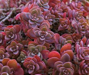 Sedum pluricaule - rozchodník