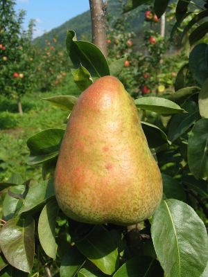 Hruška (KOHAPLANT) Hruška (KOHAPLANT)