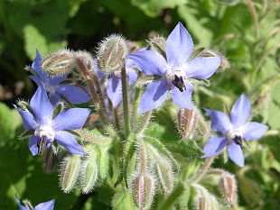 Zelené hnojení: brutnák - Borago