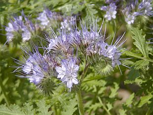 Zelené hnojení: svazenka - Phacelia