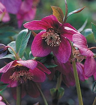 Helleborus hybridus - čemeřice zahradní (READERS DIGEST VÝBĚR) Helleborus hybridus - čemeřice zahradní (READERS DIGEST VÝBĚR)