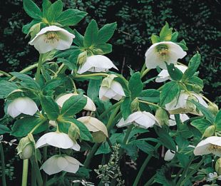 Helleborus hybridus - čemeřice zahradní (READERS DIGEST VÝBĚR) Helleborus hybridus - čemeřice zahradní (READERS DIGEST VÝBĚR)