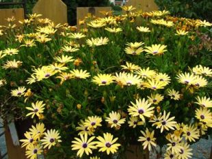 Balkónovky: Osteospermum 
