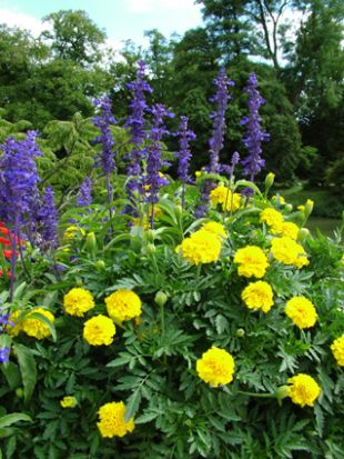 Balkónovky: Salvia farinacea (TIP ZC CS)