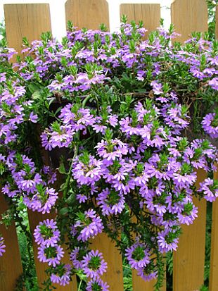 Balkónovky: Scaevola (TIP ZC CS)