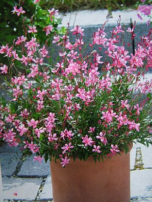 Balkónovky: Gaura (TIP ZC CS)
