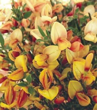 Cytisus 'Apricot Gem' - čilimník