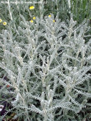 Santolina chamaecyparissus - svatolina cypřišková