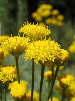 Santolina chamaecyparissus - svatolina cypřišková