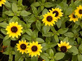 Sanvitalia procumbens