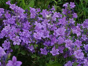 Campanula portenschlagiana - zvonek Portenschlagův Campanula portenschlagiana - zvonek Portenschlagův