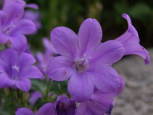 Campanula portenschlagiana - zvonek Portenschlagův Campanula portenschlagiana - zvonek Portenschlagův
